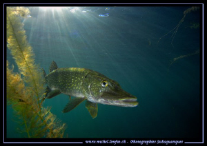 Pike Fish close to the surface... :O)... by Michel Lonfat 